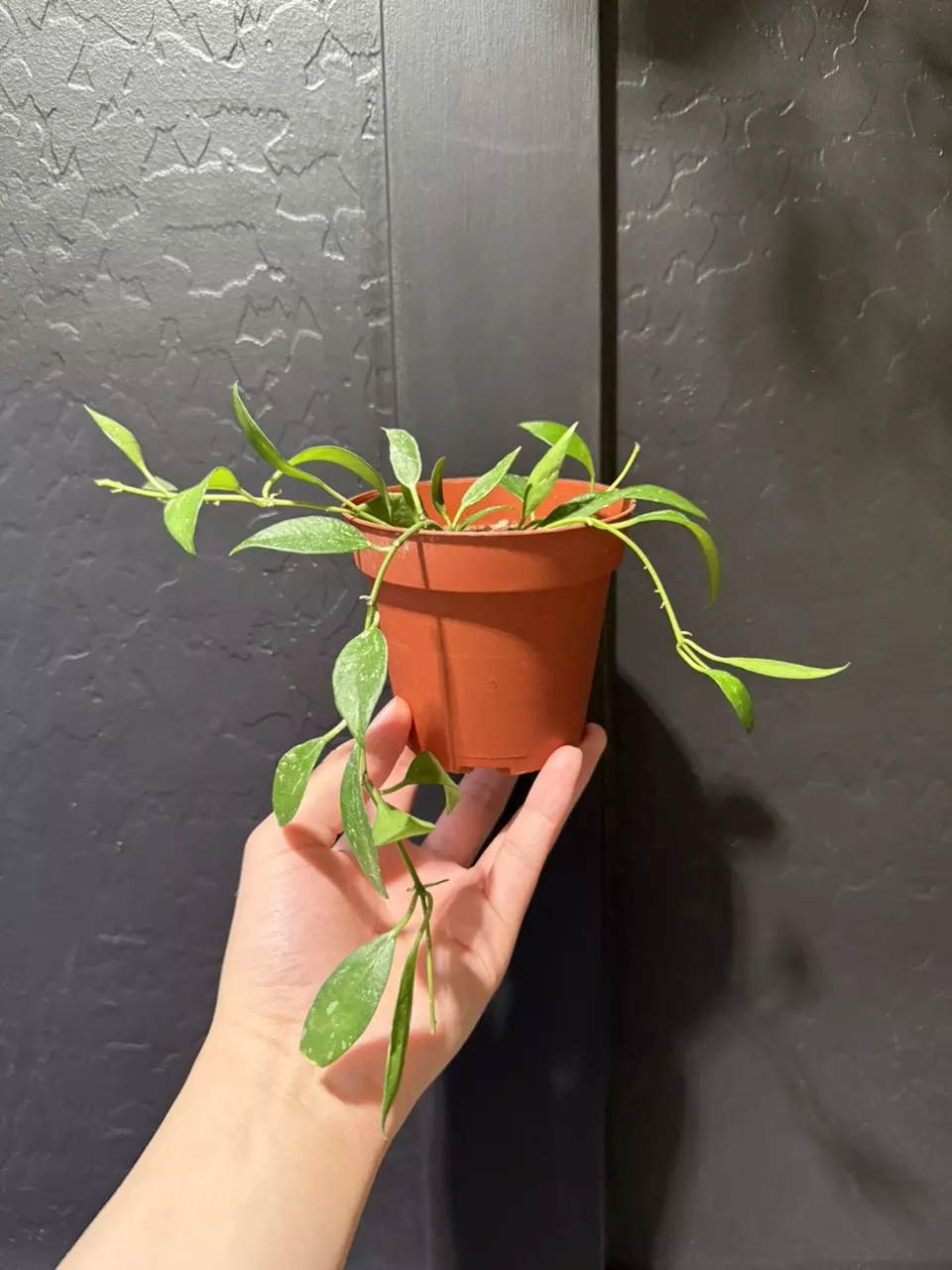 Hoya Lacunosa Mint #7 thumbnail