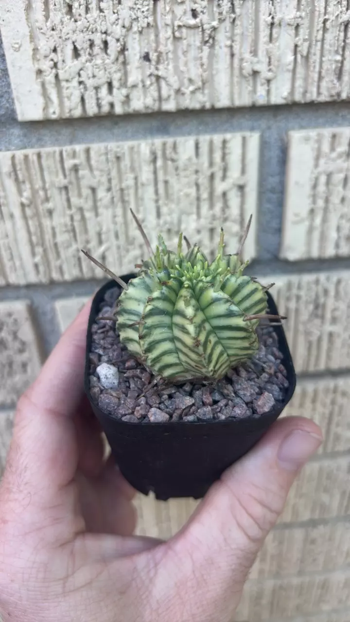 Euphorbia meloformis single thumbnail
