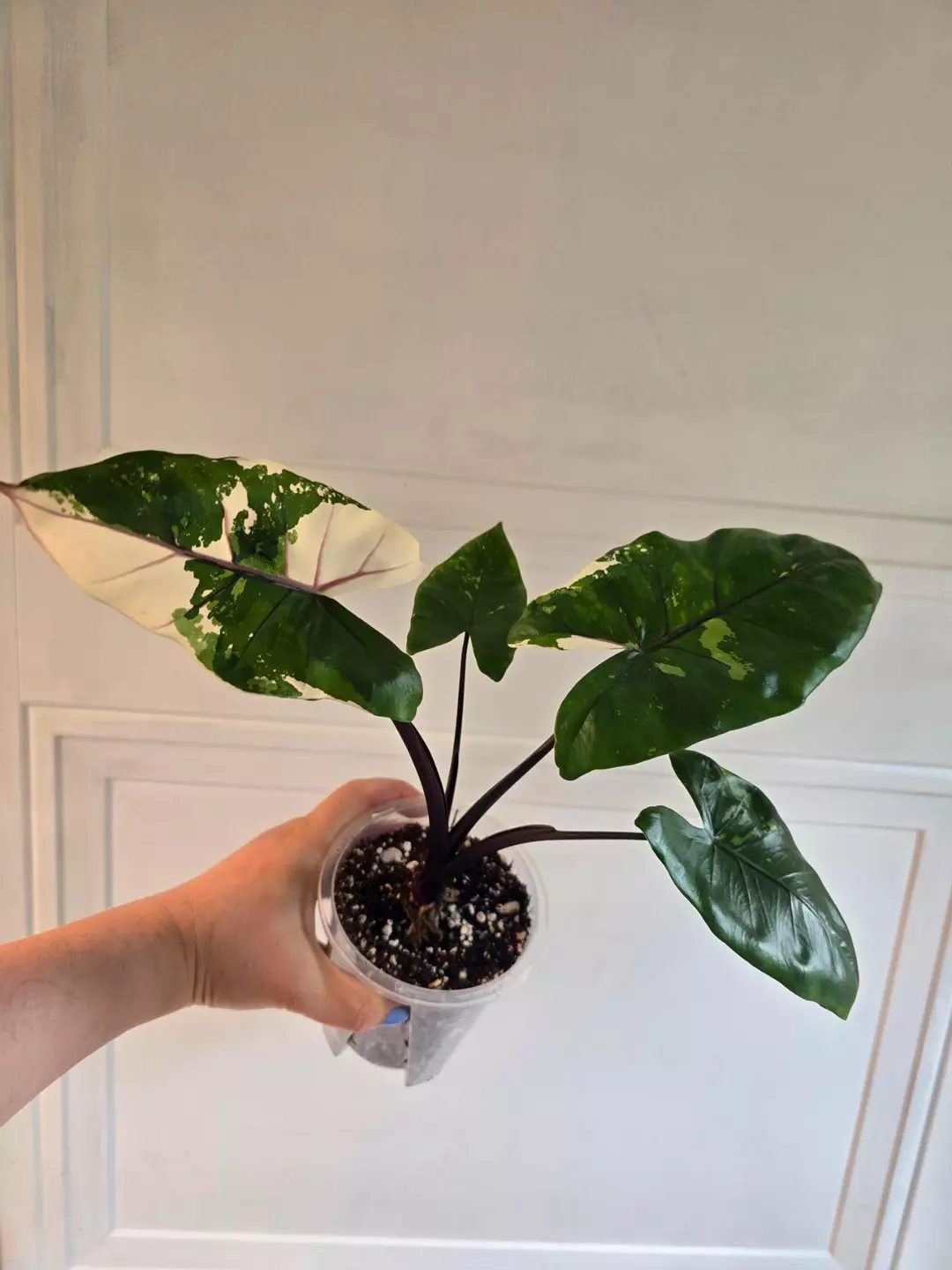 Alocasia Black Stem Albo corm - grower's choice thumbnail