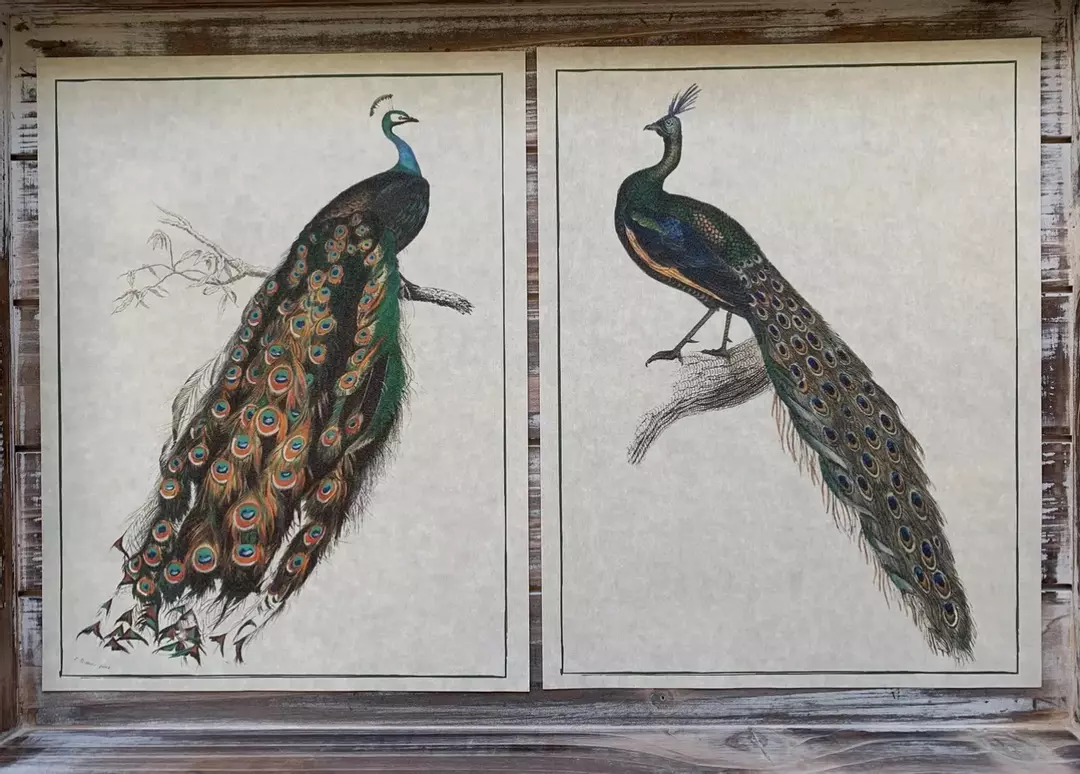 Vintage Style Peacock Art Prints Set of 2, 5”x7” thumbnail