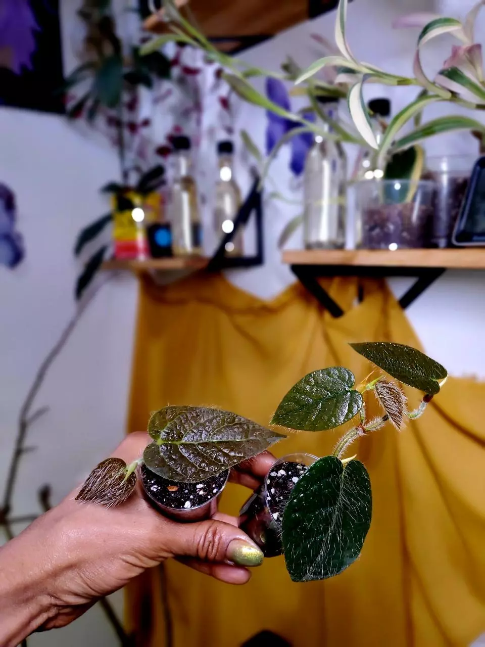 Ficus Villosa 🪴 Rooted Starter Plants ✨️ RARE 🦄 GROWERS CHOICE‼️ thumbnail