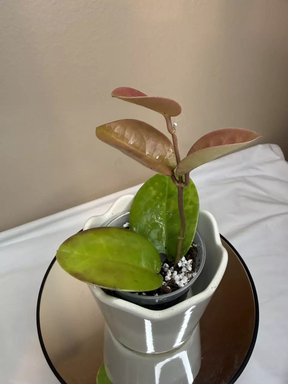 H Australis thumbnail