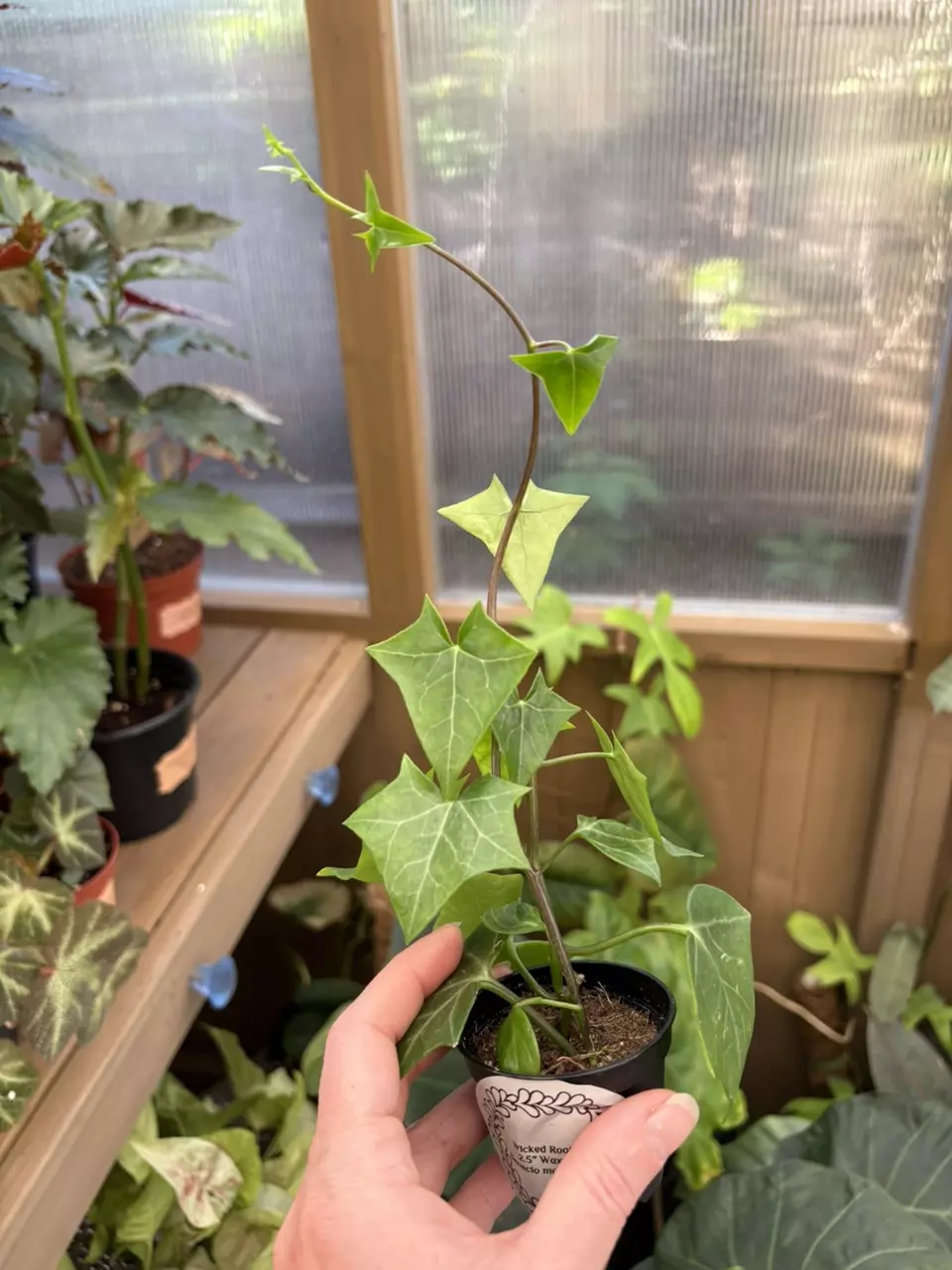 2” Waxy Ivy thumbnail