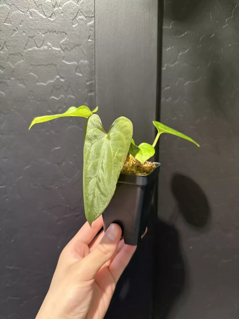 Anthurium eastern dress x (Skg dress x ree pap) thumbnail