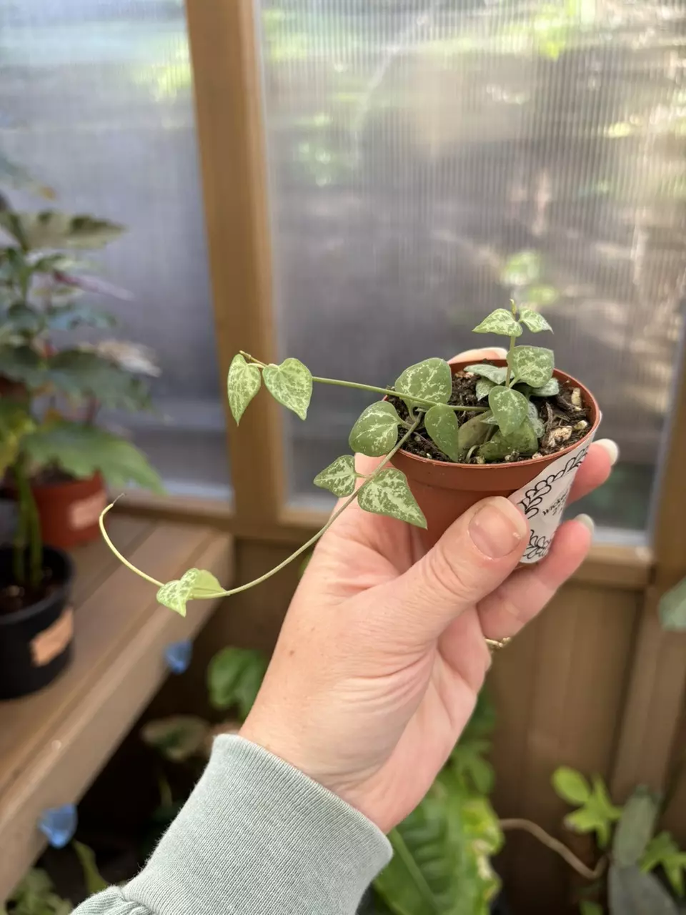 2” String of Arrows thumbnail