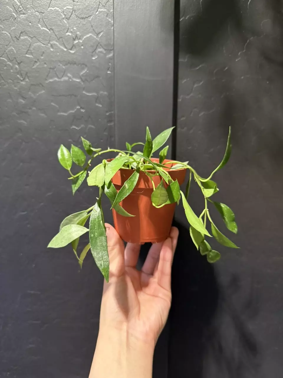 Hoya Lacunosa Mint #3 thumbnail