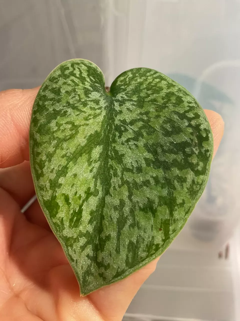 scindapsus silver tricolor platinum mutation (Rare) thumbnail