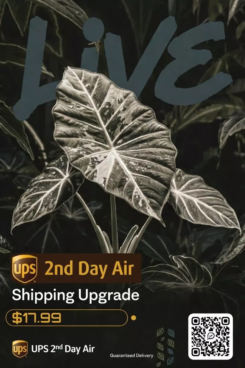 UPS 2nd Day Air Upgrade thumbnail