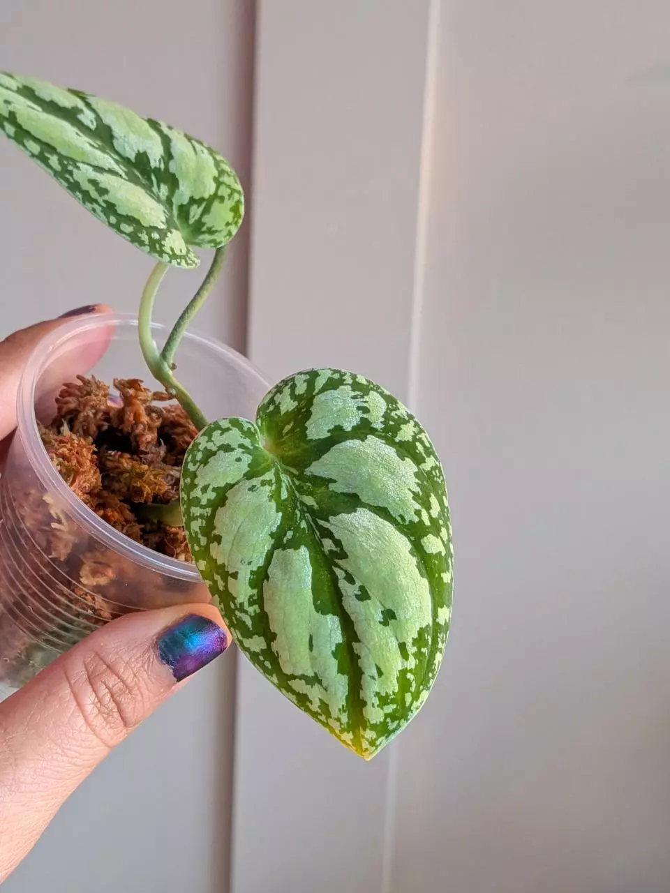 Scindapsus Tricolor thumbnail