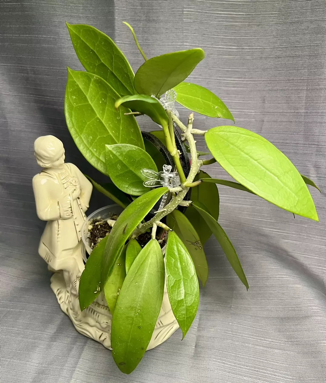 Vintage porcelain man + H RHM2559 (callistophylla x unk) thumbnail