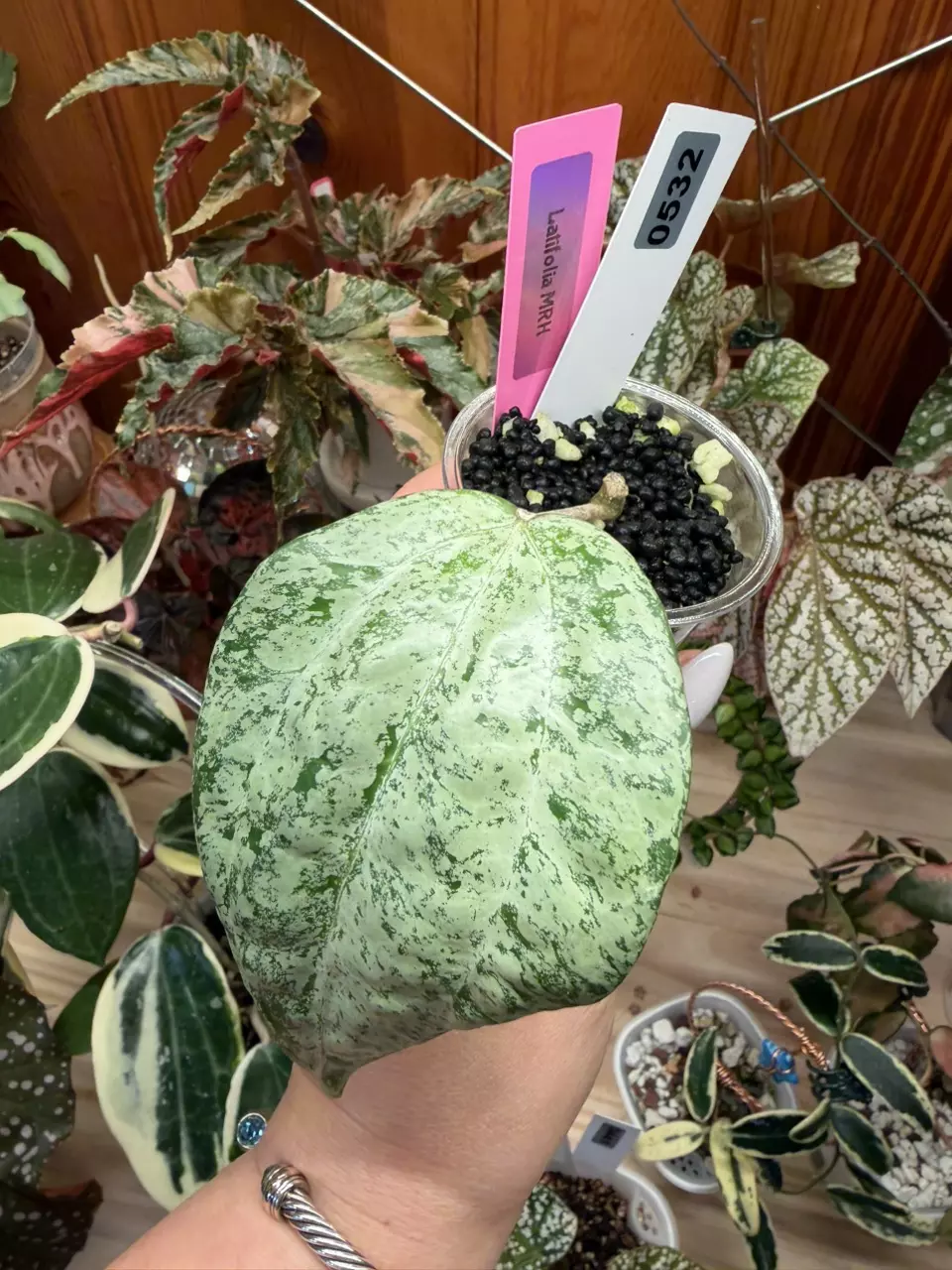 0532 Hoya MRH thumbnail