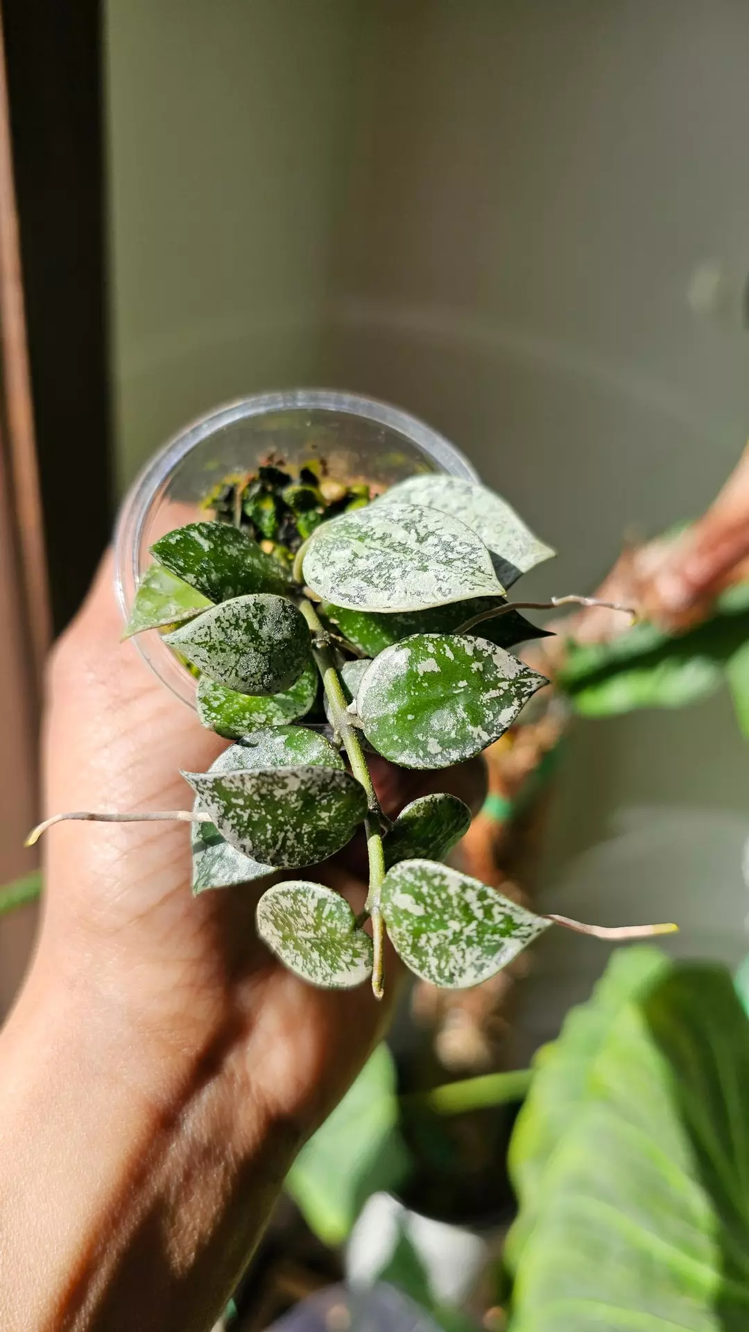 Hoya krohniana splash thumbnail