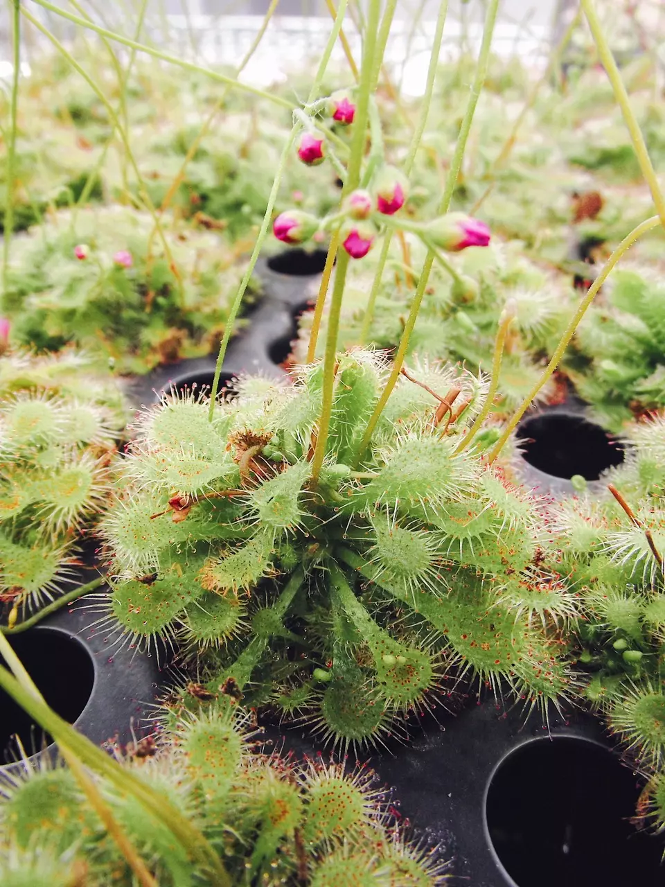 Drosera Spatulata Live Plant - Carnivorous Spoon Leaf Sundew  - Fungus Gnats thumbnail