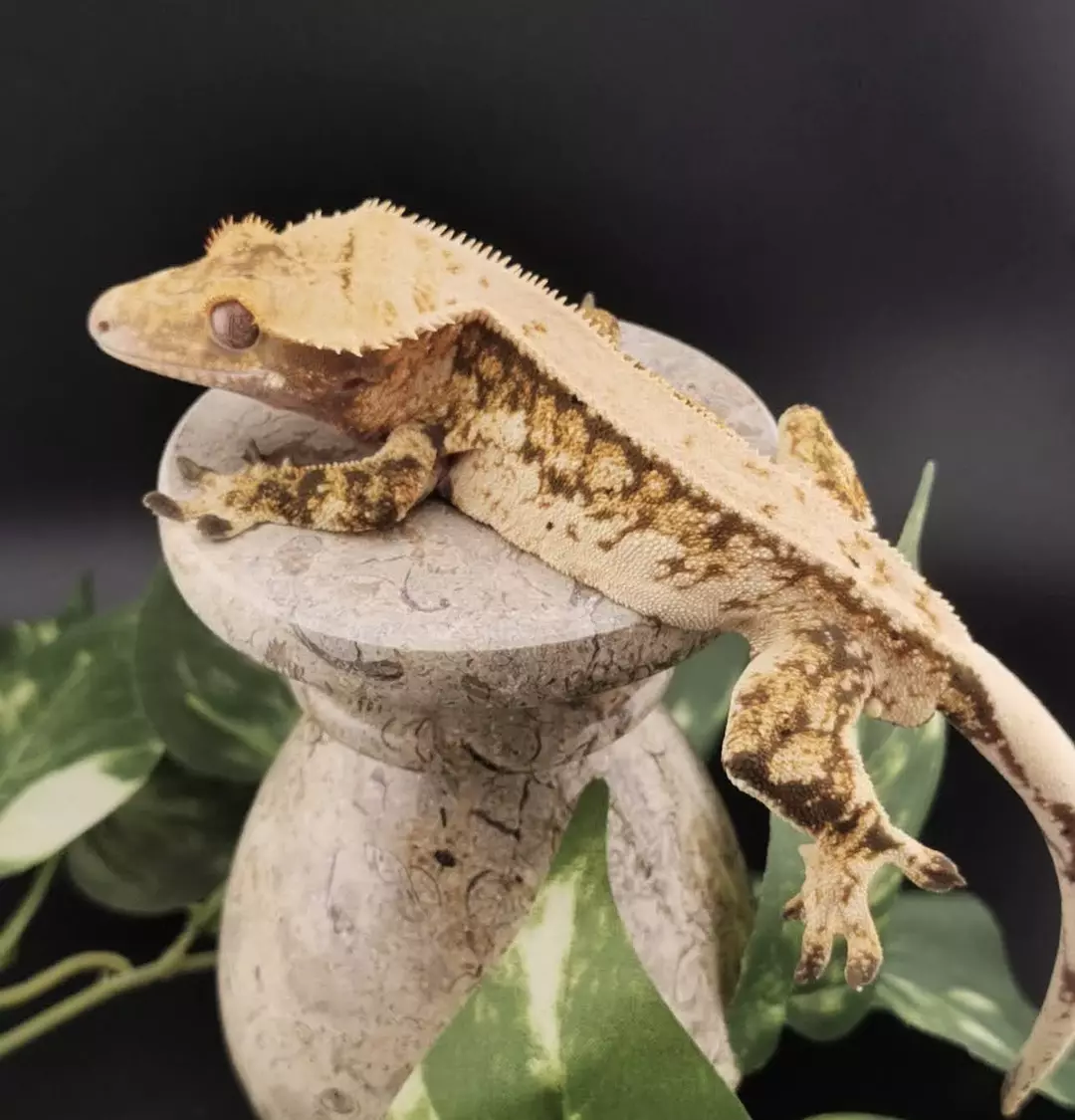 FUGAZI - 45g M VIRGO ♍️ High Cream Tricolor thumbnail