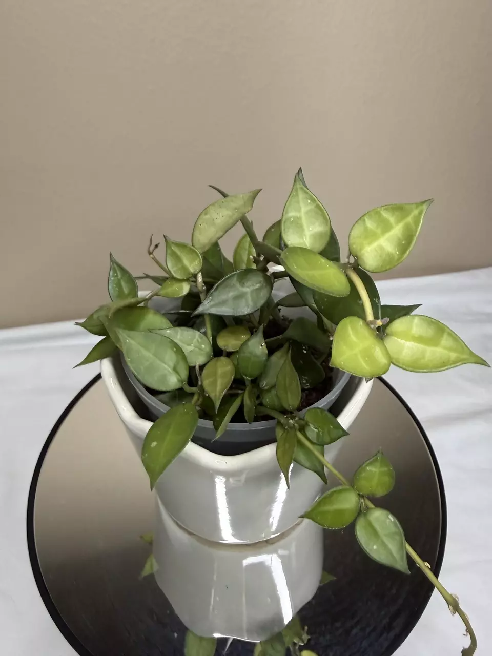 H Krohniana thumbnail