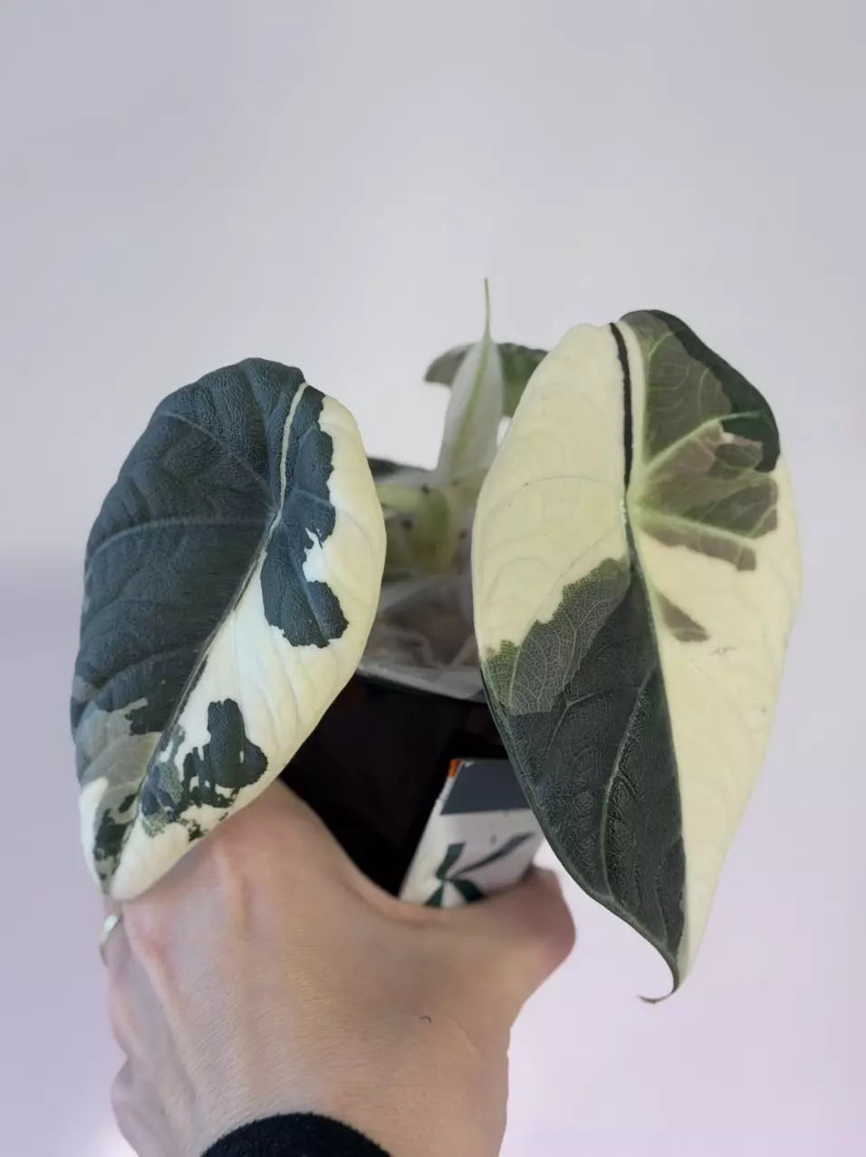 Alocasia Maharani Albo Sprouted Corm! 💚🤍🩷💚 thumbnail