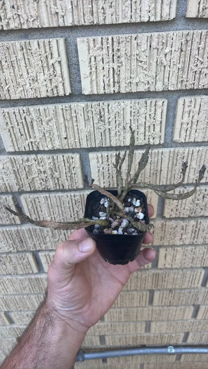 Euphorbia pachyclada thumbnail