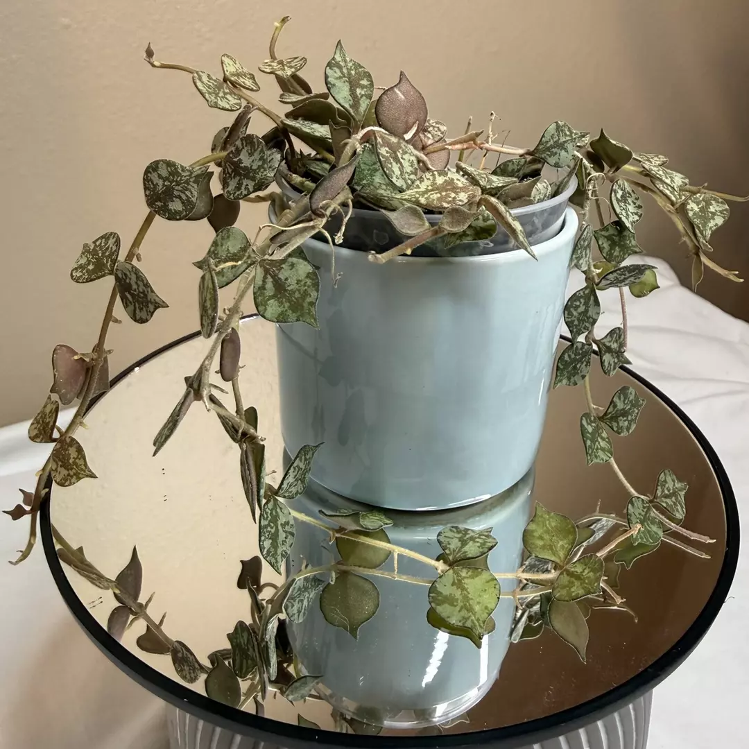 H Curtisii thumbnail