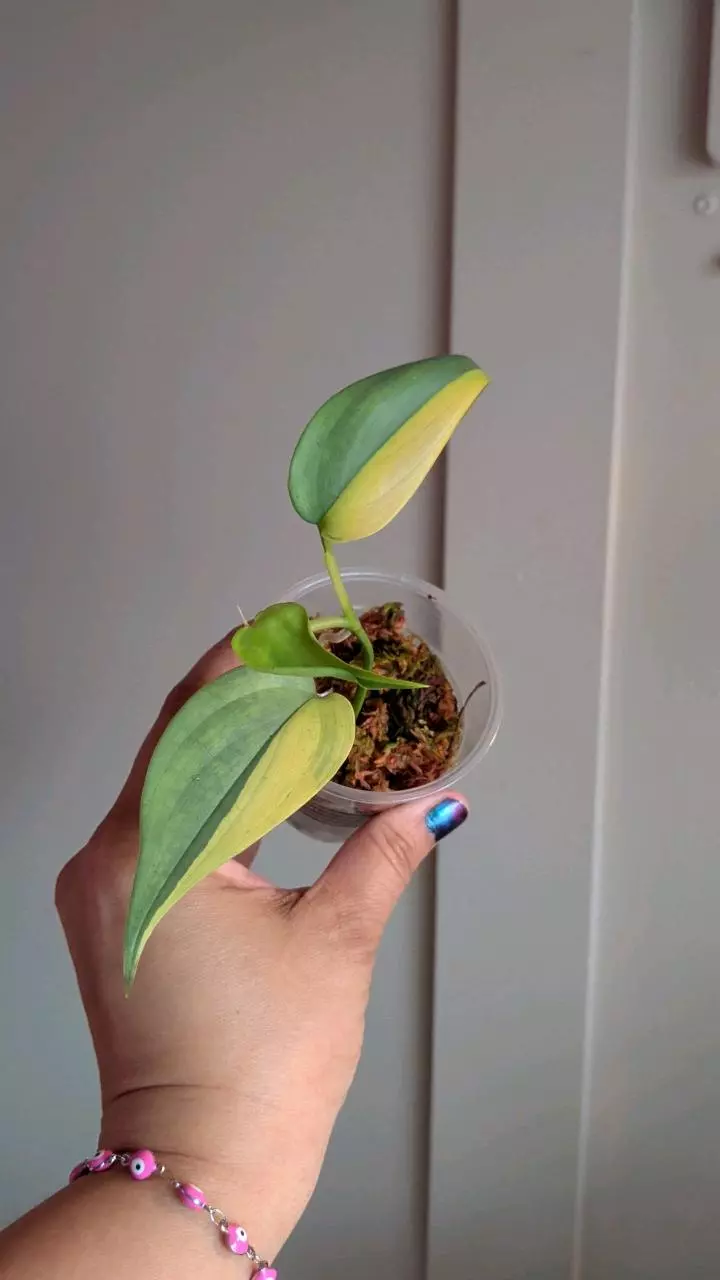 Scindapsus Blue Aurea thumbnail