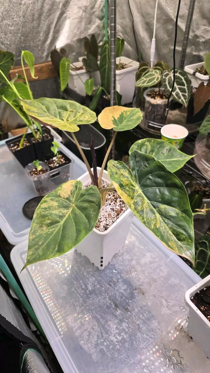 Alocasia Wentii Aurea thumbnail