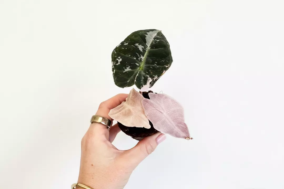 2" Alocasia Polly Pink Variegated (Plug) thumbnail