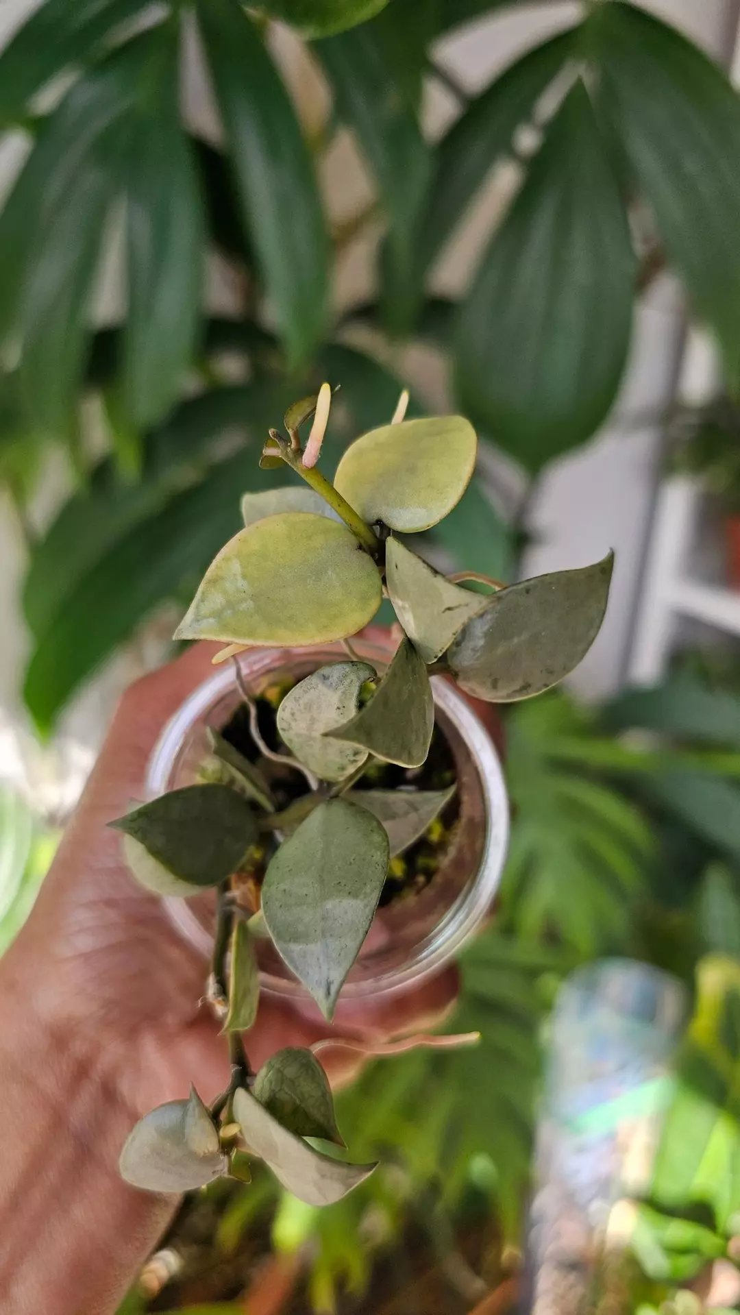 Hoya krohniana silver thumbnail