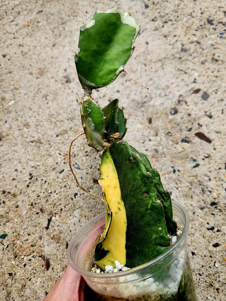 Variegated Hylocereus Undatus aka Dragonfruit thumbnail