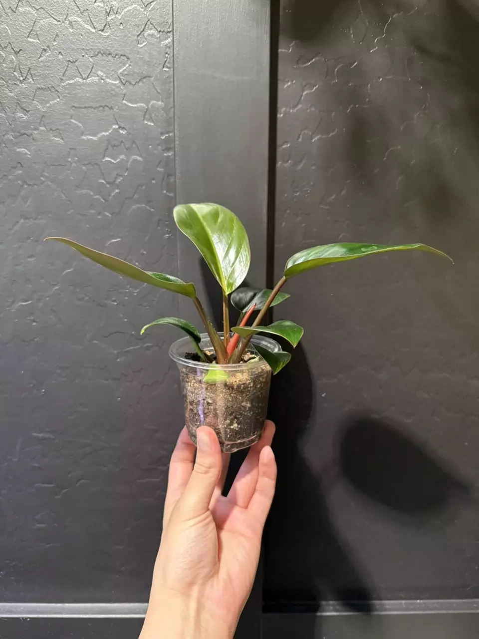 Philodendron ‘Rojo Congo’ thumbnail