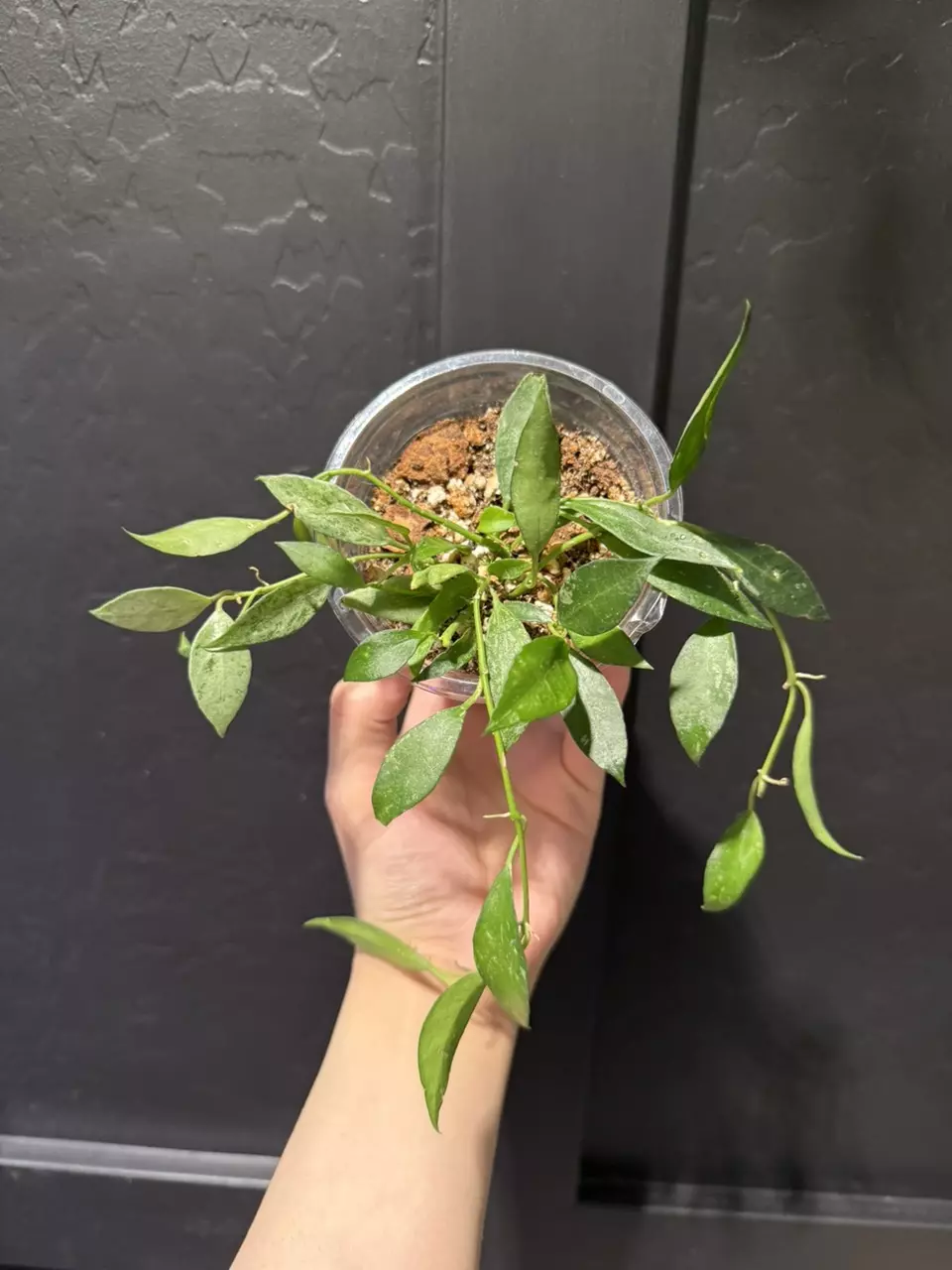 Hoya Lacunosa Mint #4 thumbnail