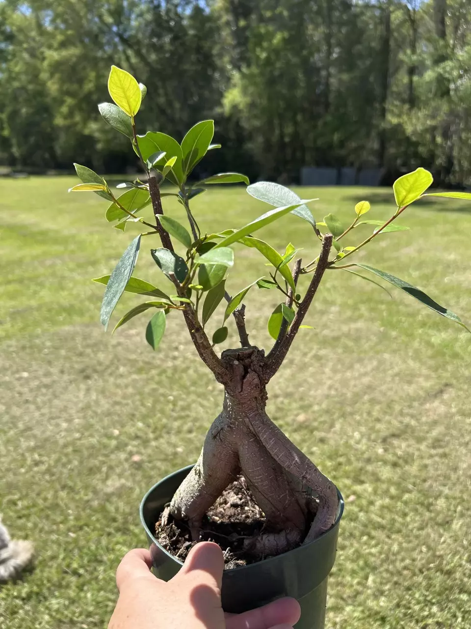 Crazy looking Bonsai Genseng Ficus thumbnail