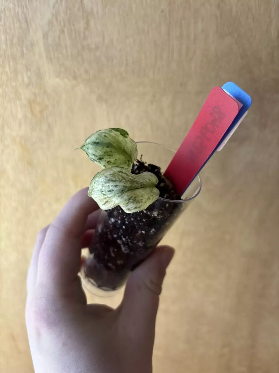 Scindapsus NoID thumbnail