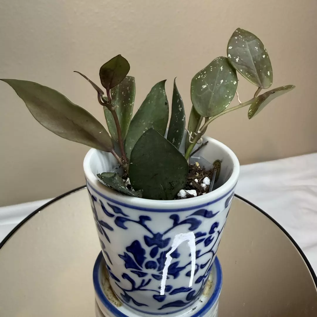 H Lost tag thumbnail