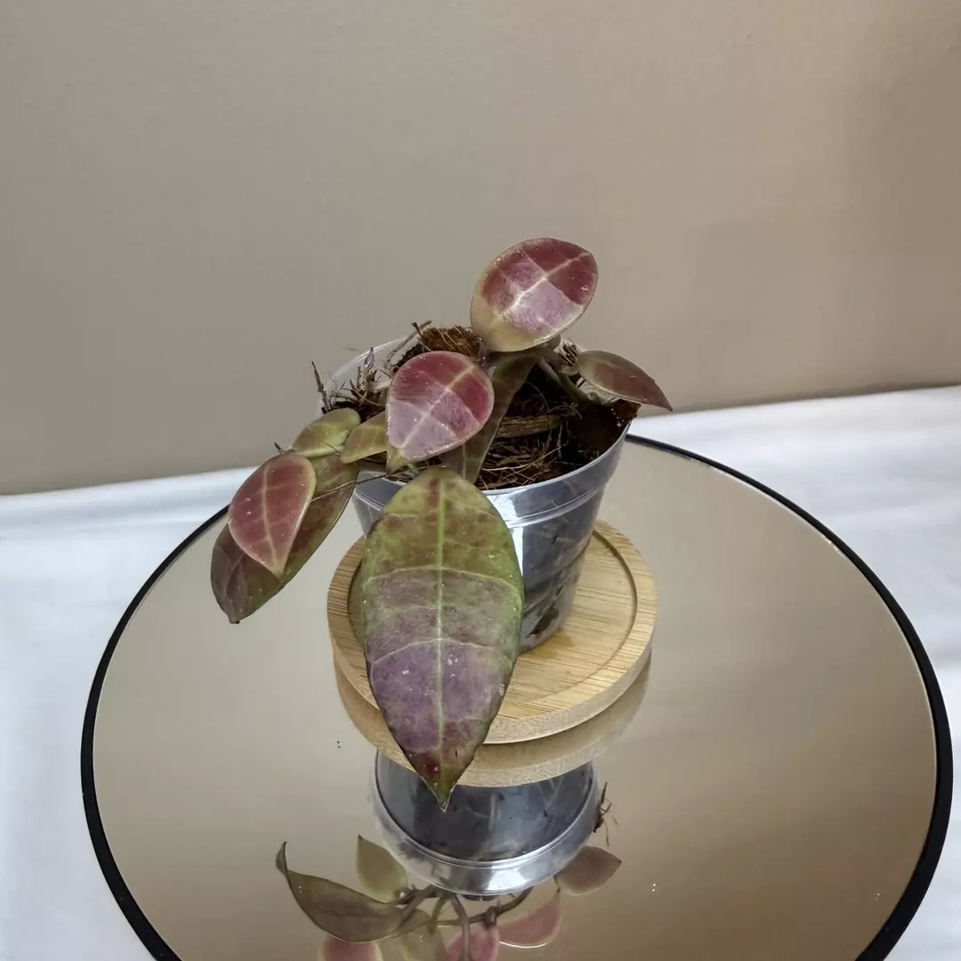 H Krohniana thumbnail