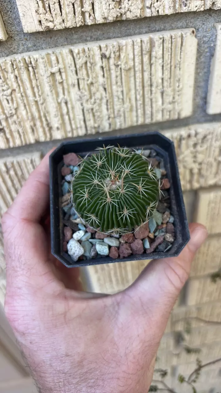 Stenocactus multicostatus thumbnail