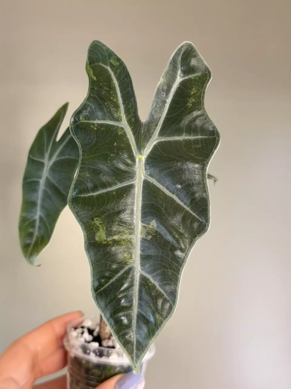 577 Alocasia Pink Pseudo - Low Color thumbnail