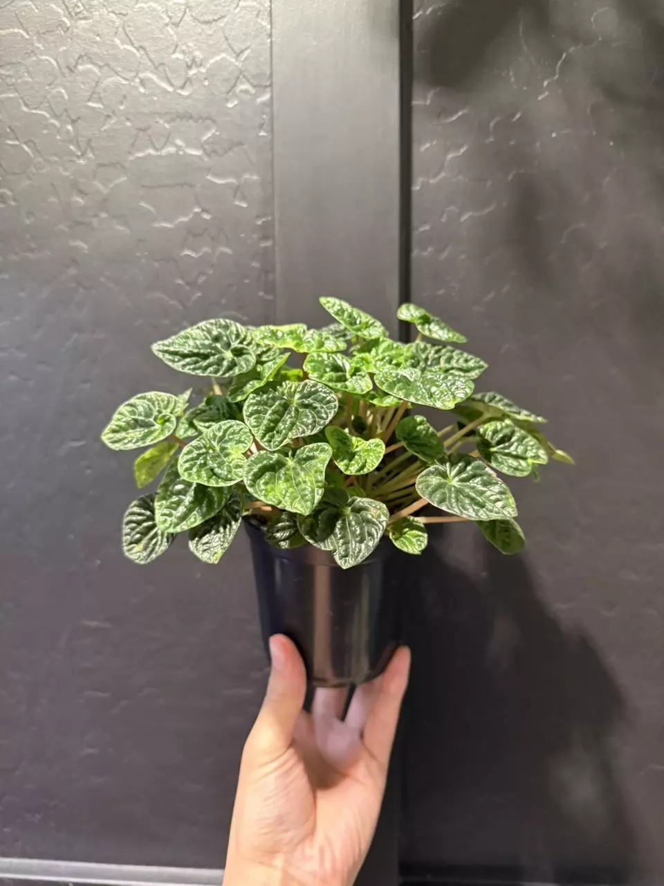 Peperomia ‘Emerald Ripple’ thumbnail