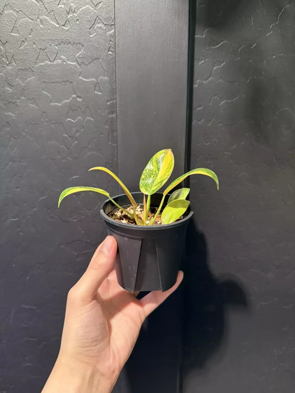 Philodendron ‘Green Congo Nuclear’ #3 thumbnail