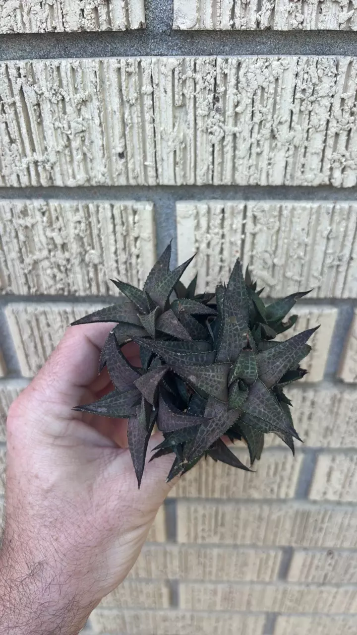 Haworthiopsis tessellata thumbnail