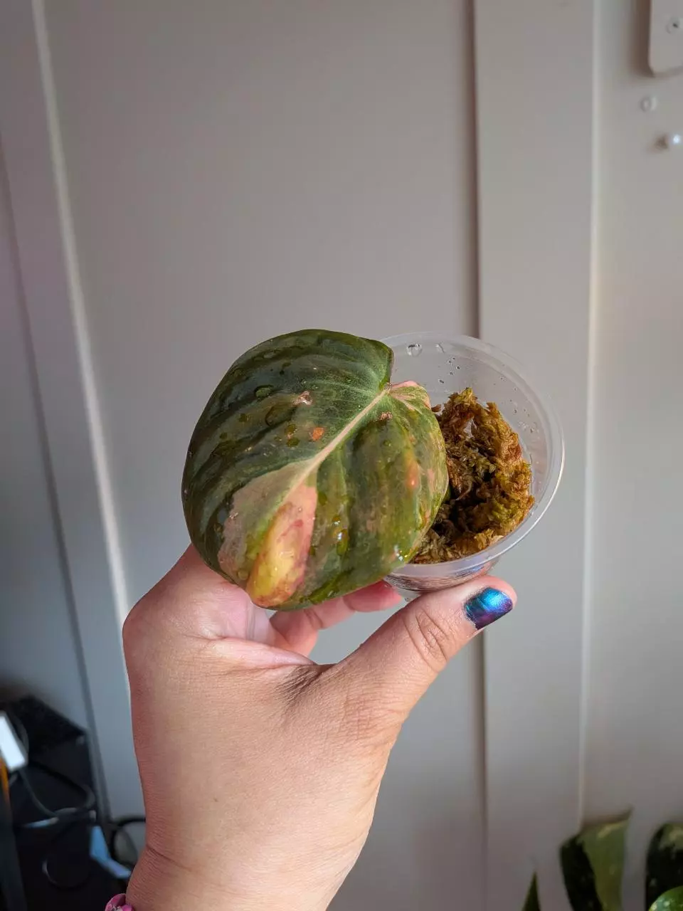 Variegated Micans thumbnail