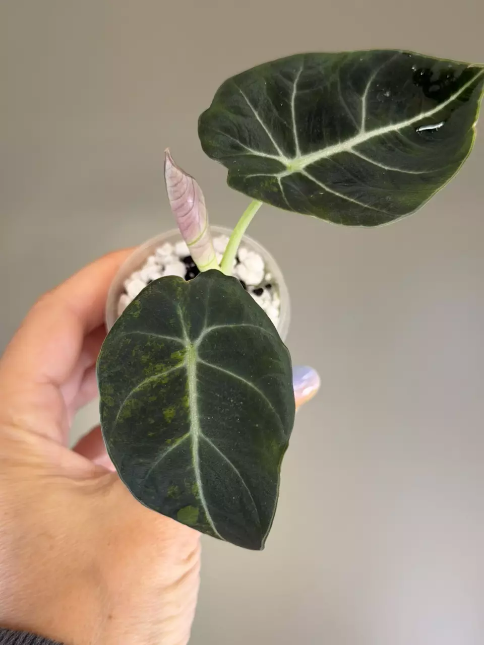 560 Alocasia Black Velvet Gold - Low Color thumbnail