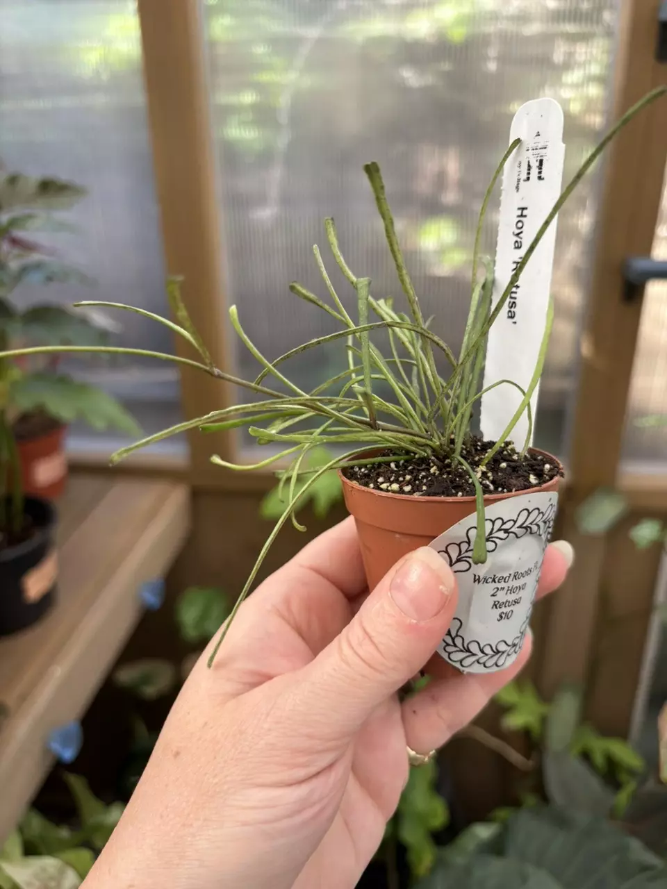 2” Hoya Retusa thumbnail