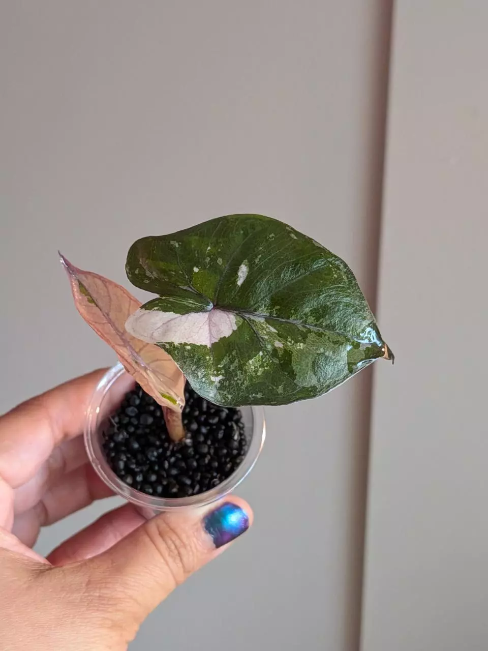 Alocasia Yucatan Pink thumbnail