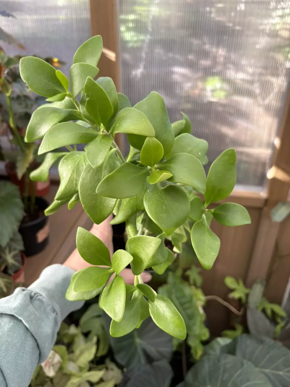 4” Ant Plant thumbnail