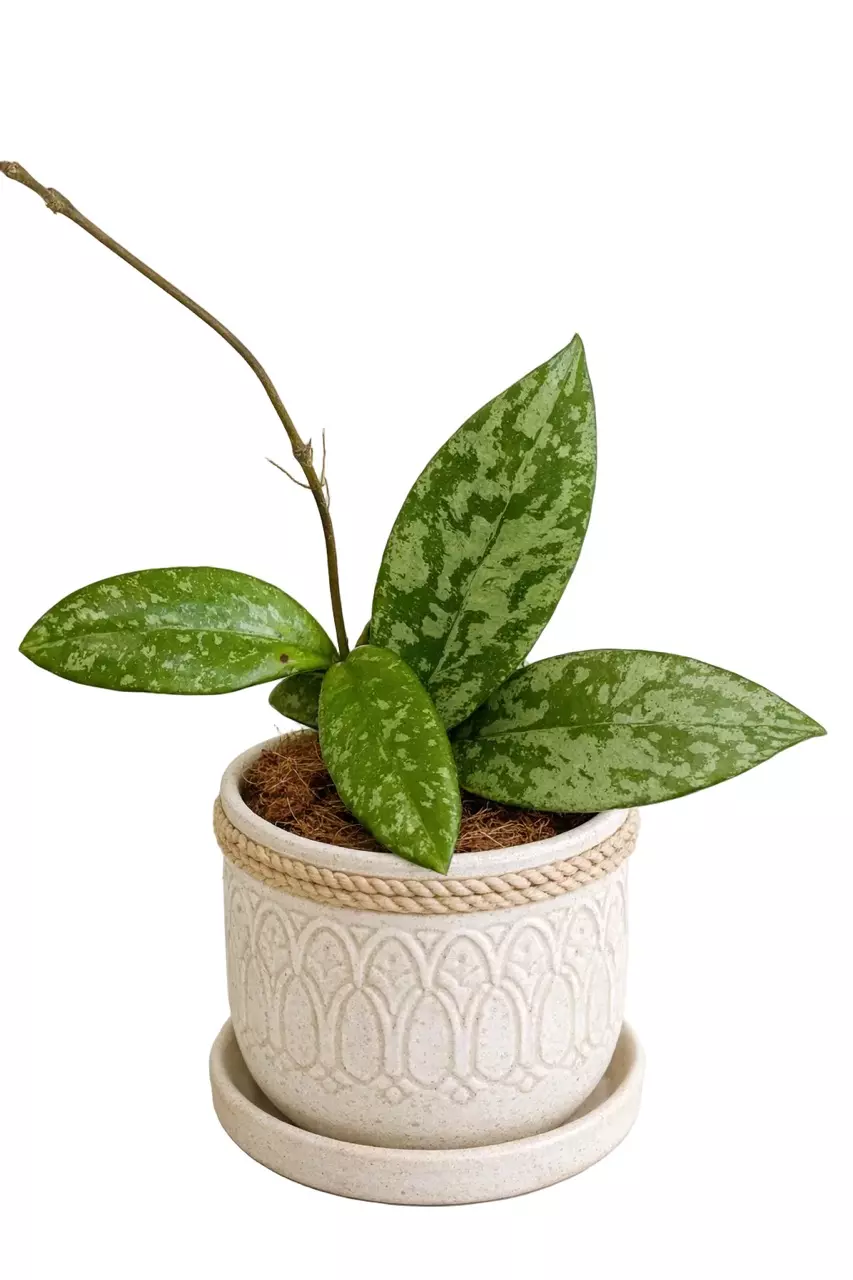 3" Hoya Crassipetiolata x Michele (Splash) thumbnail