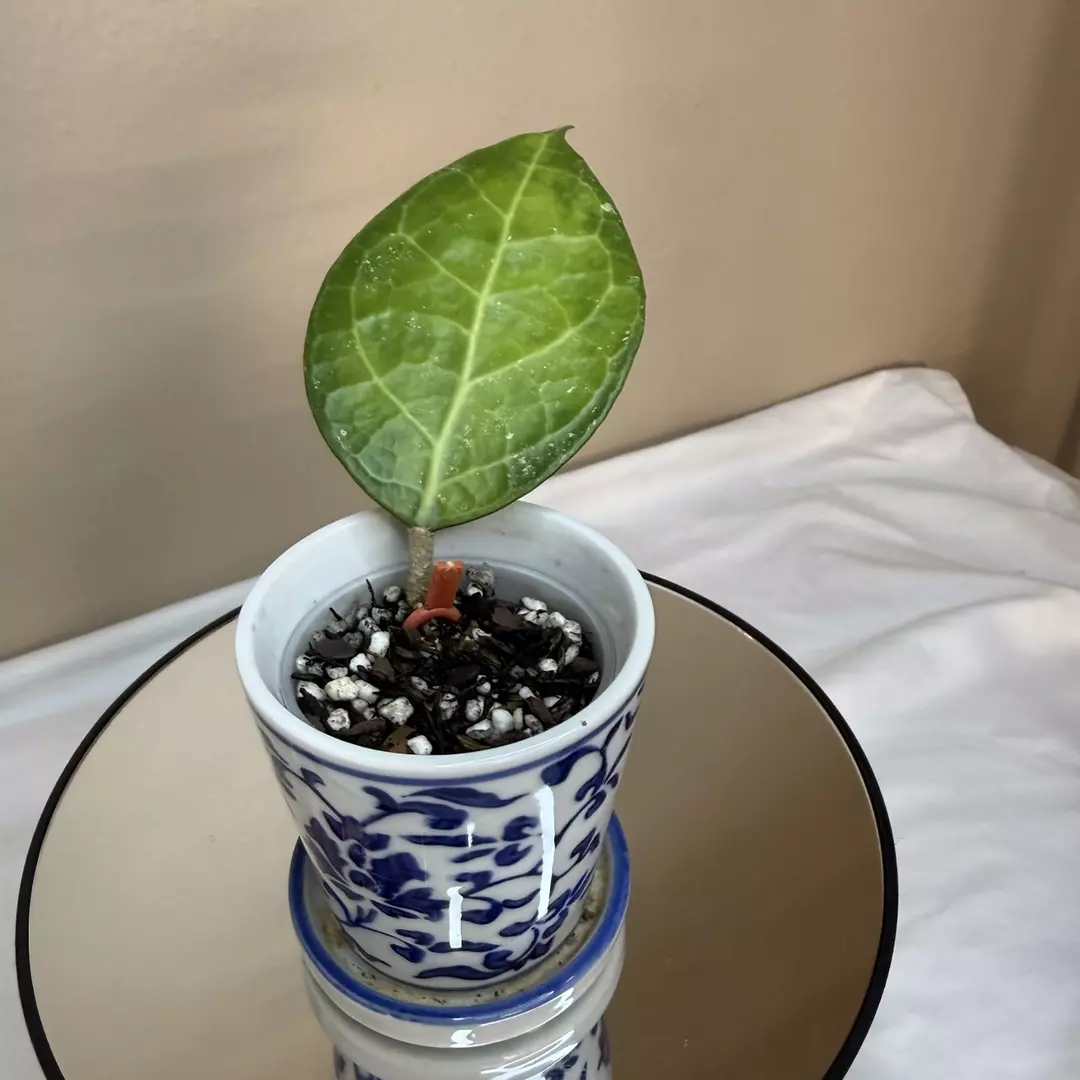 H Verticillata Wayang thumbnail