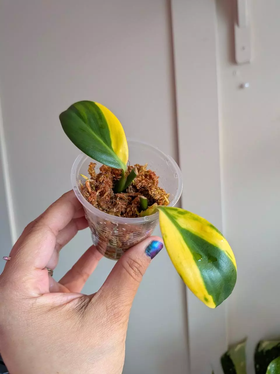 Scindapsus Coriaceus thumbnail