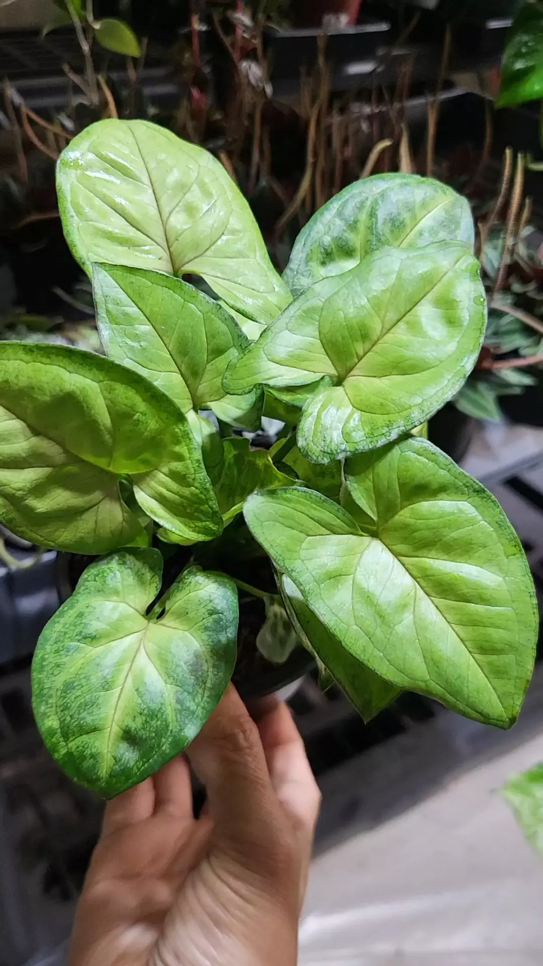 Syngonium berry allusion 4" thumbnail