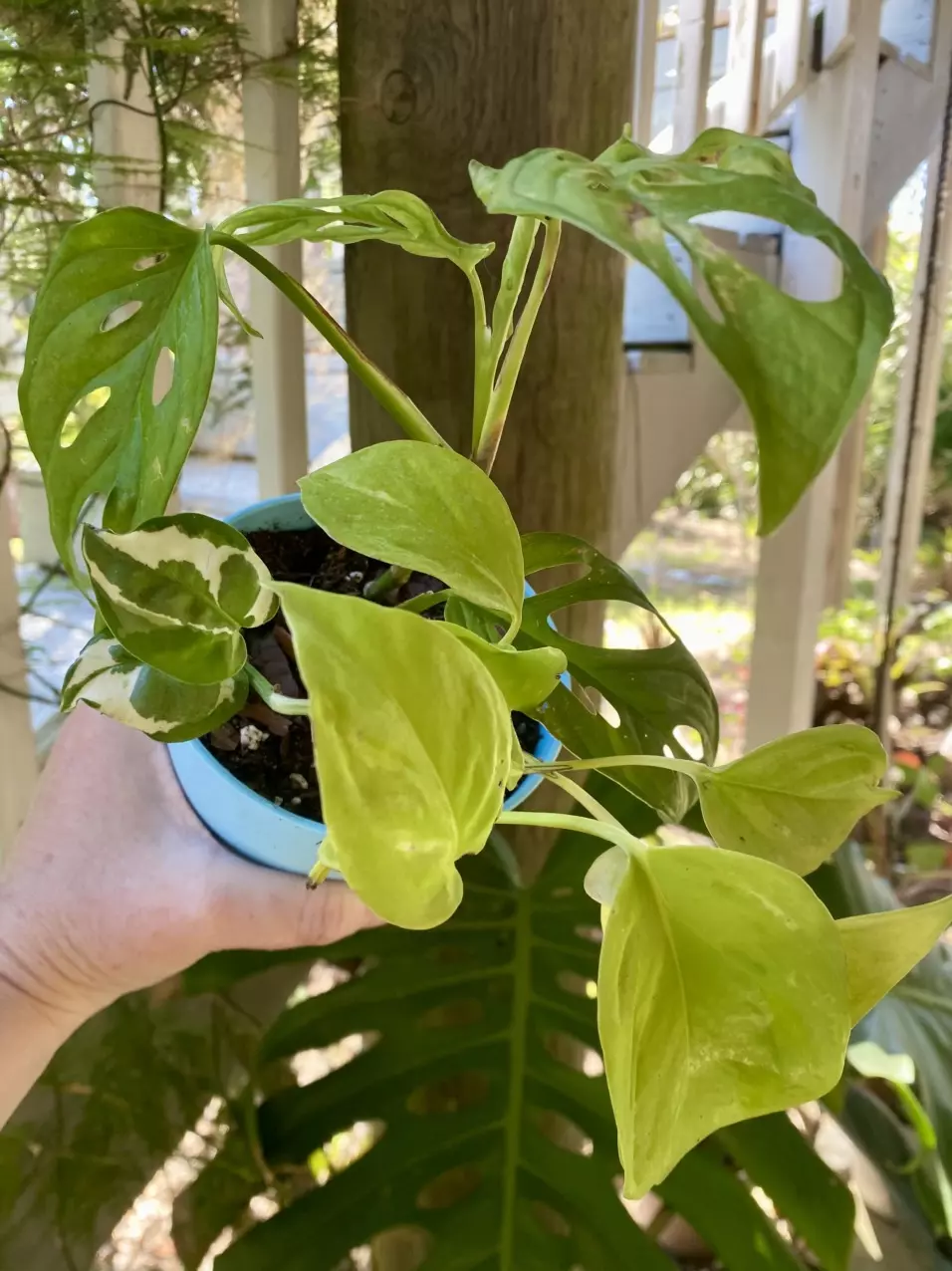 Combo NJoy Pothos, Champs Elysees Pothos and Monstera Adansonii thumbnail