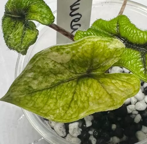 Jacklin Mystic thumbnail