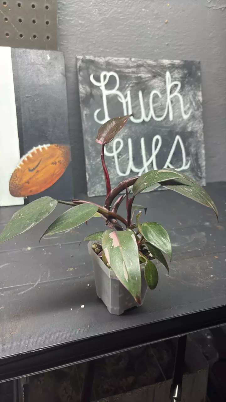Philodendron Pink Princess thumbnail